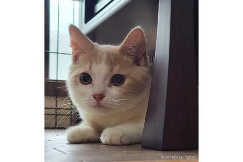 兵庫県のマンチカン 男の子 22 05 28生まれ とっても人気のクリーム色です 子猫id 子猫ブリーダーナビ